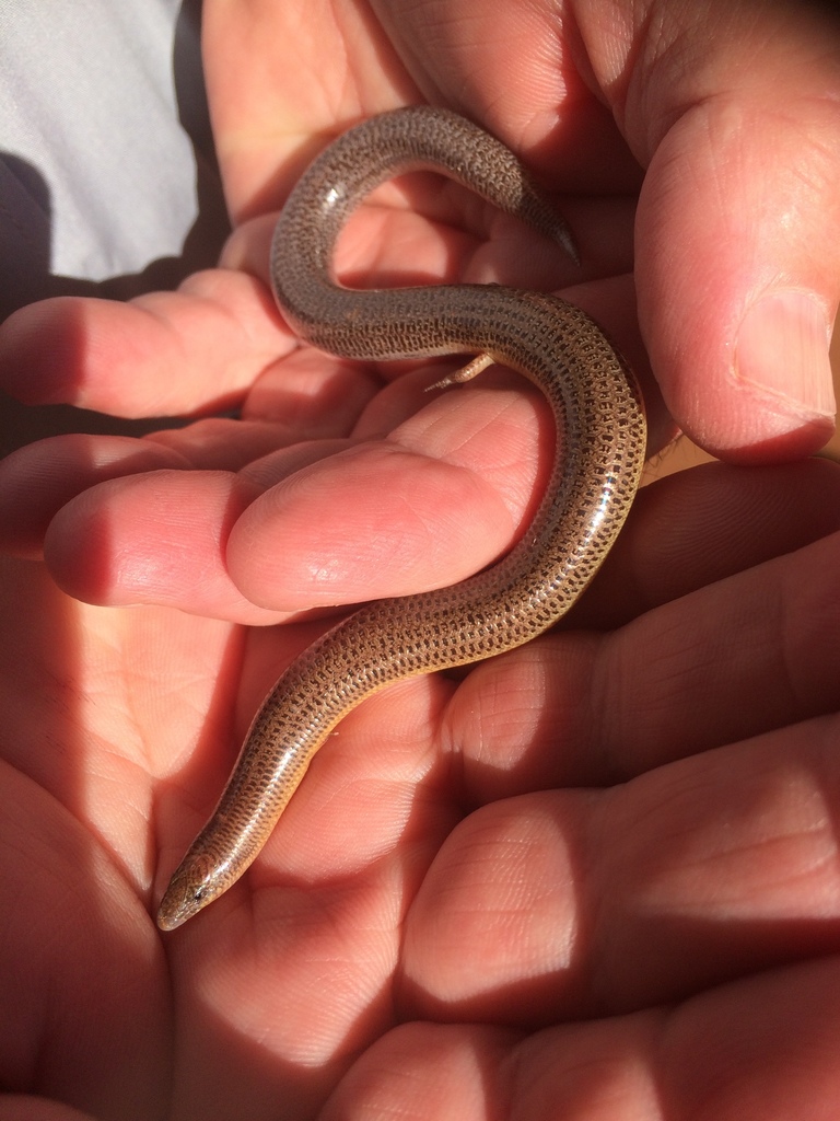 Pilbara Robust Slider