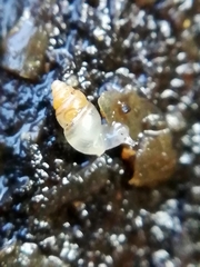 Carychium tridentatum