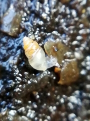 Carychium tridentatum