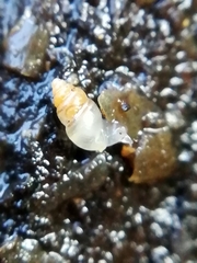 Carychium tridentatum