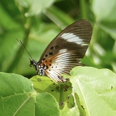 Pseudacraea