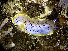 Prostheceraeus moseleyi