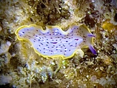 Prostheceraeus moseleyi