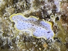 Prostheceraeus moseleyi