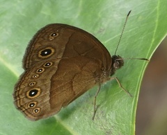 Bicyclus safitza