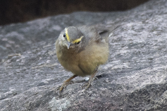 Phylloscopus griseolus