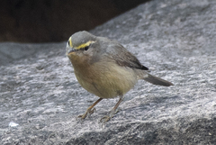 Phylloscopus griseolus