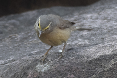 Phylloscopus griseolus