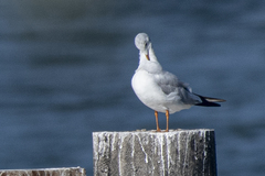Chroicocephalus ridibundus
