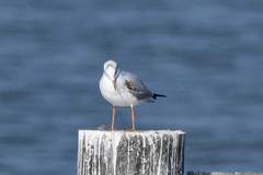 Chroicocephalus ridibundus