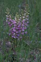 Cephalanthera kurdica