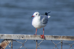 Chroicocephalus ridibundus