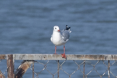 Chroicocephalus ridibundus