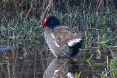 Gallinula chloropus