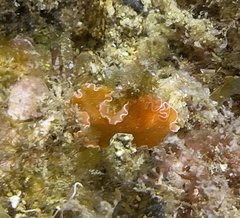 Yungia aurantiaca