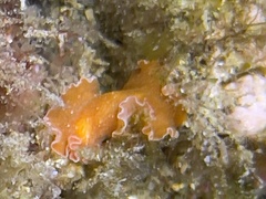 Yungia aurantiaca