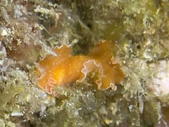 Yungia aurantiaca
