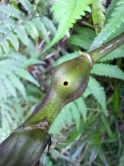 Procecidochares utilis