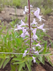 Syncolostemon canescens