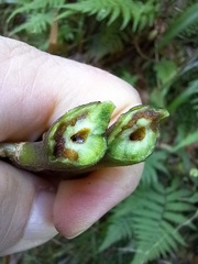 Procecidochares utilis