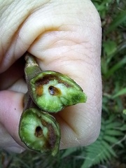 Procecidochares utilis