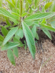 Syncolostemon canescens