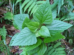 Procecidochares utilis