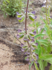 Syncolostemon canescens
