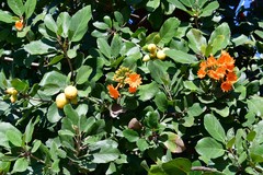 Cordia dodecandra