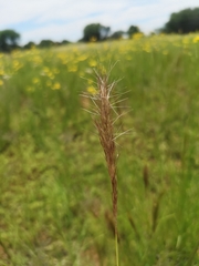Aristida congesta congesta