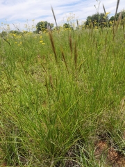 Aristida congesta congesta