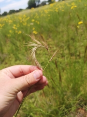Aristida congesta congesta