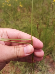Aristida congesta congesta