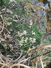 Pinguicula lusitanica