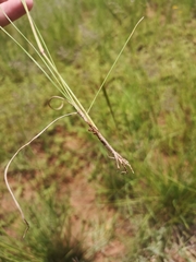 Aristida congesta congesta