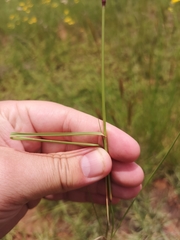 Aristida congesta congesta