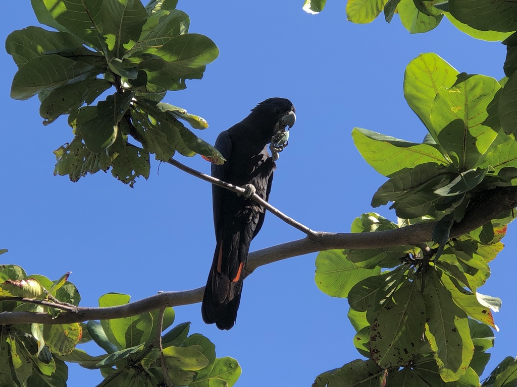 Redtailed BlackCockatoo from The Strand, North Ward, QLD, AU on July
