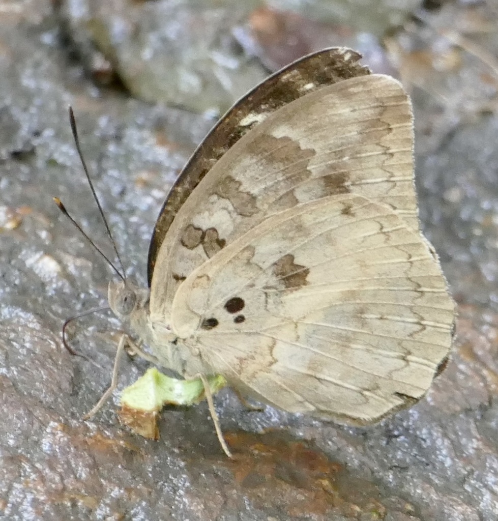 Bebearia abesa