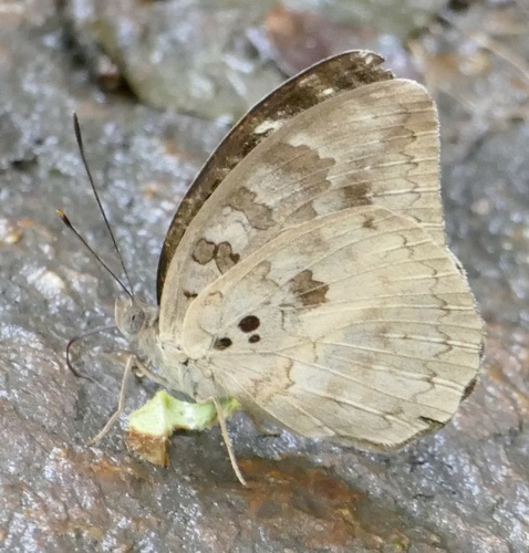 Bebearia abesa