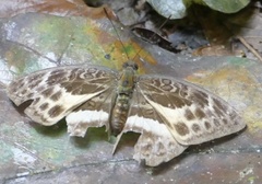Apectinaria