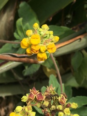 Calceolaria integrifolia