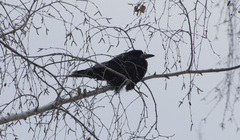 Corvus frugilegus