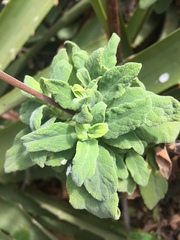 Calceolaria integrifolia