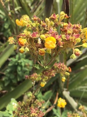 Calceolaria integrifolia