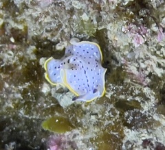 Prostheceraeus moseleyi