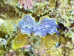 Prostheceraeus moseleyi
