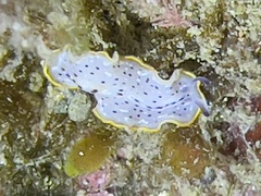 Prostheceraeus moseleyi