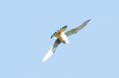 Falco sparverius
