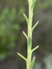 Athanasia juncea
