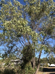 Acacia crassicarpa